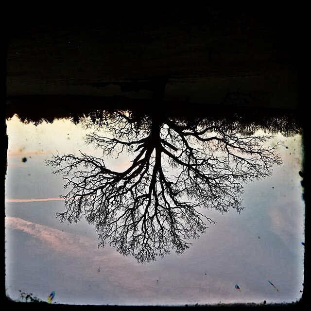 Fever Tree (demo)