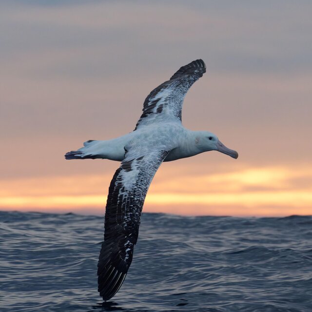 Albatross Dream