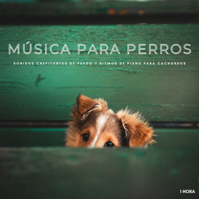 Música Para Perros: Sonidos Crepitantes De Fuego y Ritmos De Piano Para Cachorros -  1 Hora