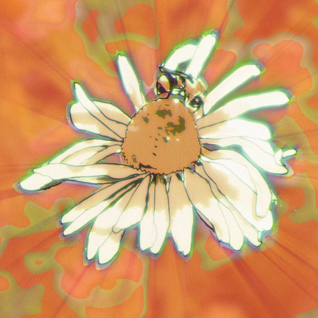 Echinacea