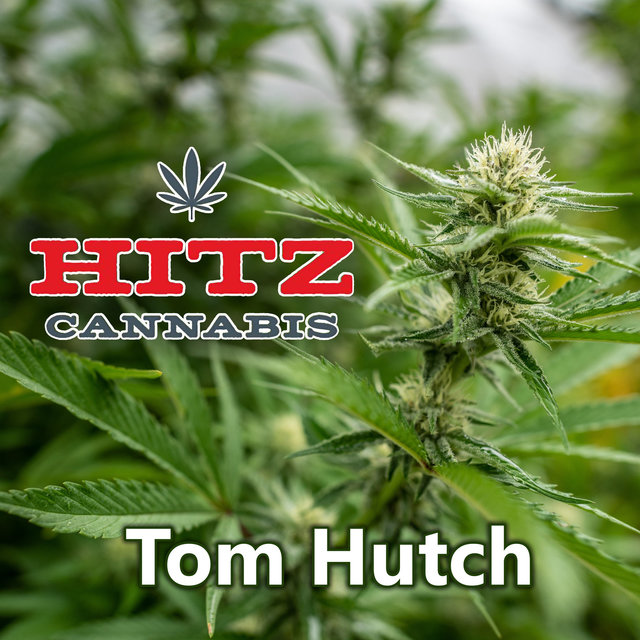Hitz Cannabis