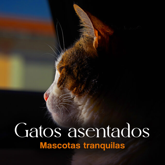 Gatos asentados