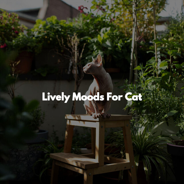 Lively Moods For Cat