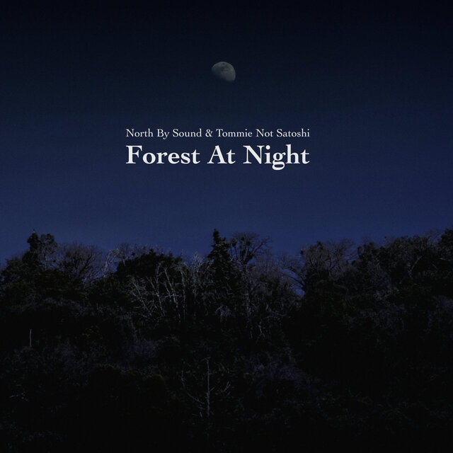 Forest at Night