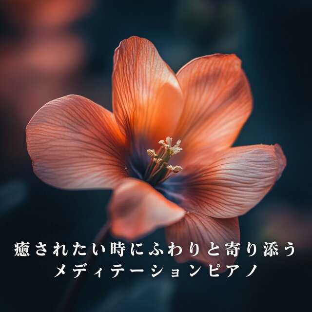 Meditation Piano to Gently Accompany You When You Need Healing