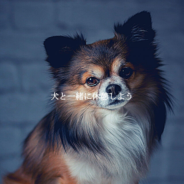 犬と一緒に休憩しよう
