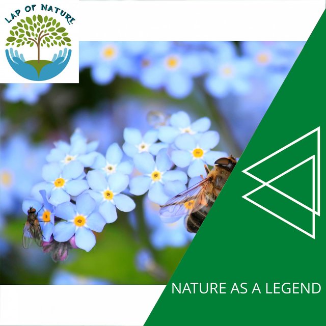 Nature as a Legend