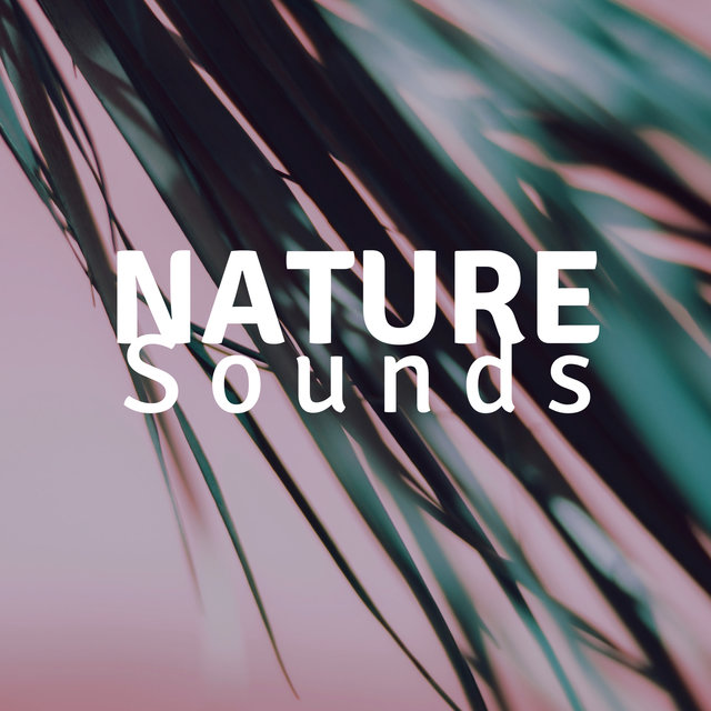 Nature Sounds HD - Relaxing Music for Sleeping