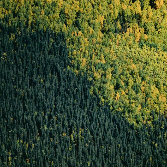 working among the trees