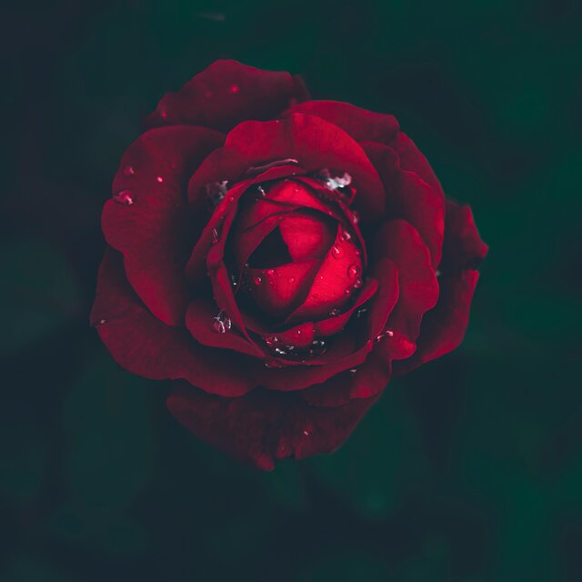 Where The Flowers Don’t Grow 2 (Deluxe)