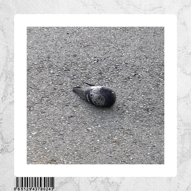 Pigeon Tale