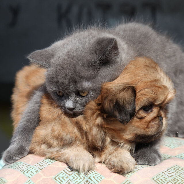 Pet Serenade: Gentle White Noise for Relaxation