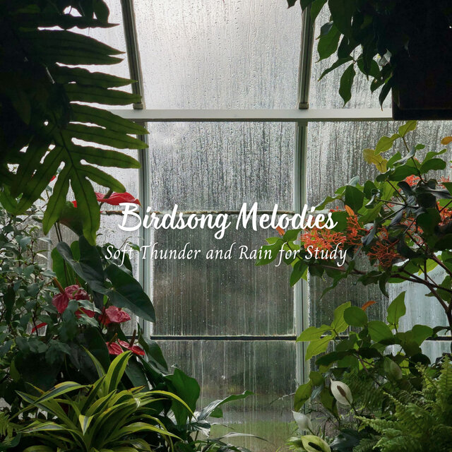 Birdsong Melodies: Soft Thunder and Rain for Study