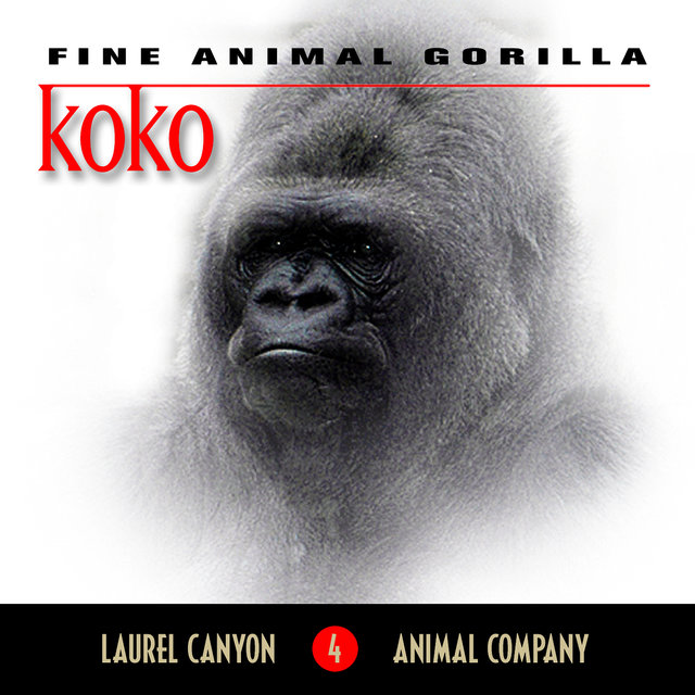 Koko - Fine Animal Gorilla