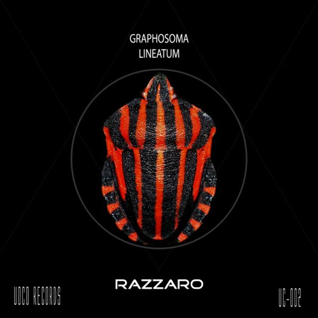 Graphosoma Lineatum