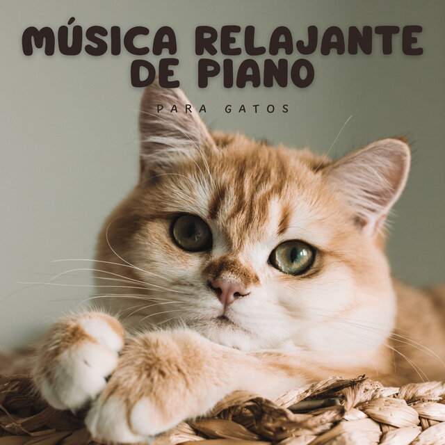 Música Relajante De Piano Para Gatos