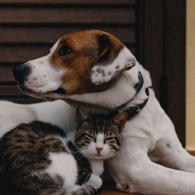 Lofi Pet Zen: Music to Enhance Your Pet's Serenity