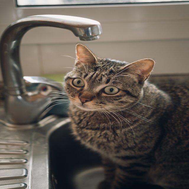 Cat Taking A Bath - Relaxing Water Sleep