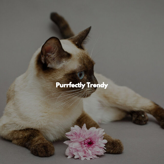 Purrfectly Trendy
