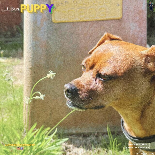Puppy