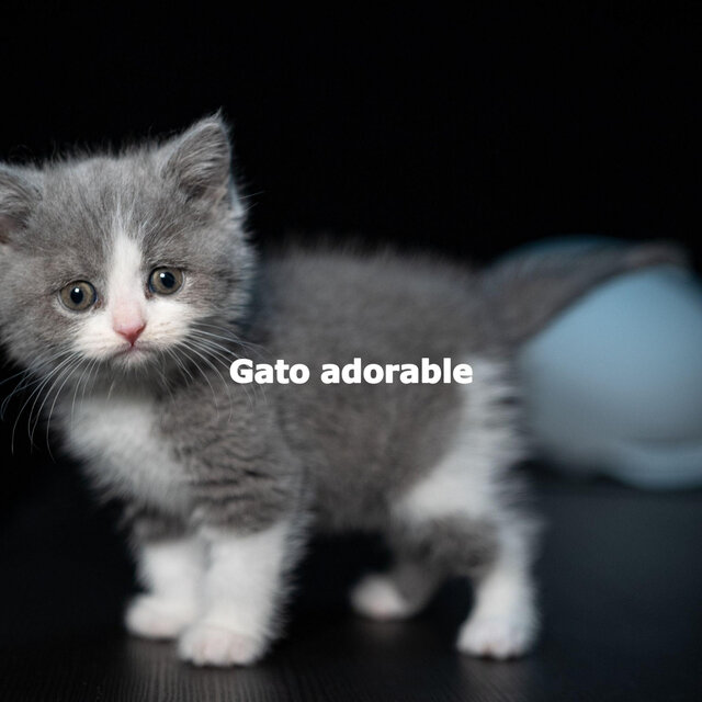 Gato adorable