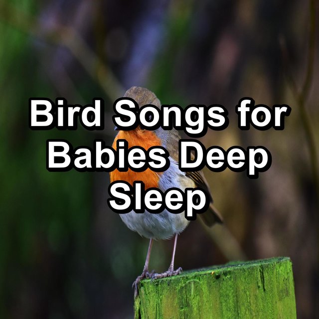 Bird Songs for Babies Deep Sleep