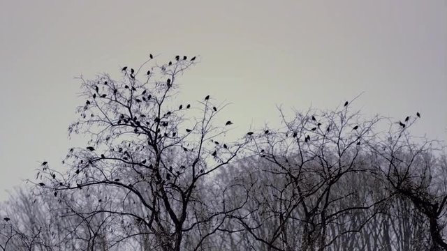 Morning Song