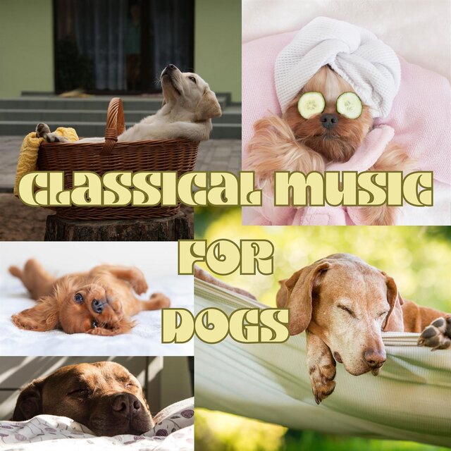Classical Music for Dogs