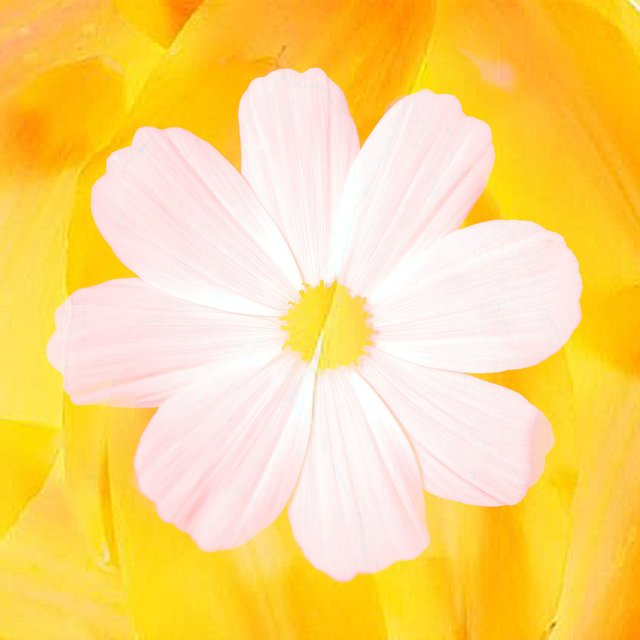 Petals