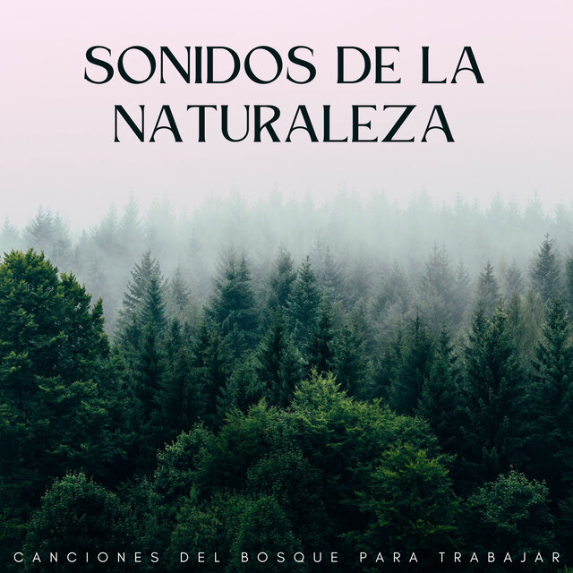 Sonidos De La Naturaleza: Canciones Del Bosque Para Trabajar