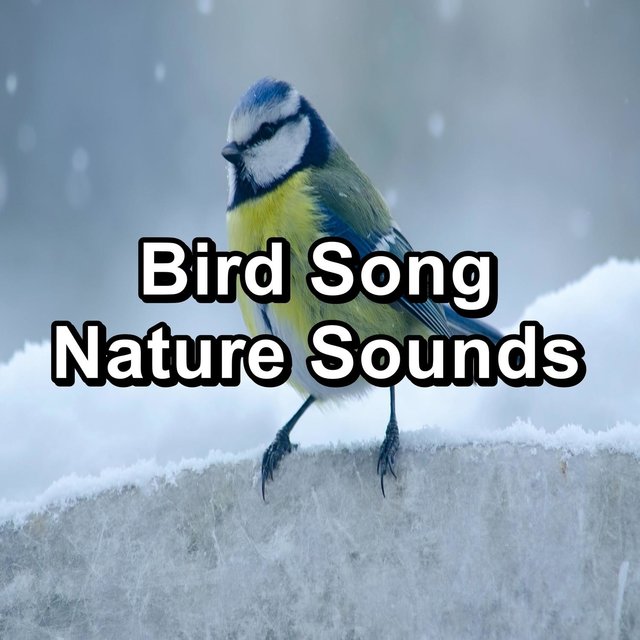 Bird Song Nature Sounds