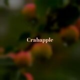 Crabapple