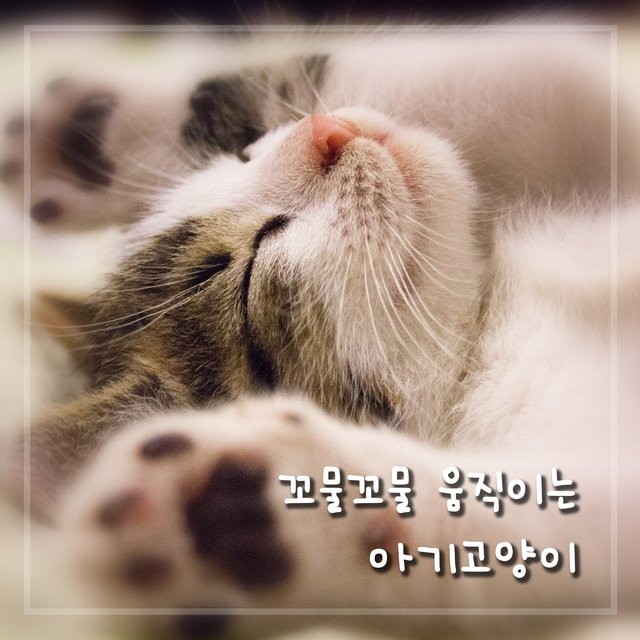 Kitty that's wriggling