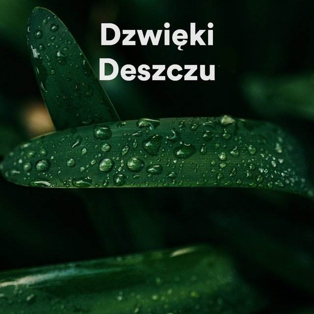 Dzwięki Deszczu