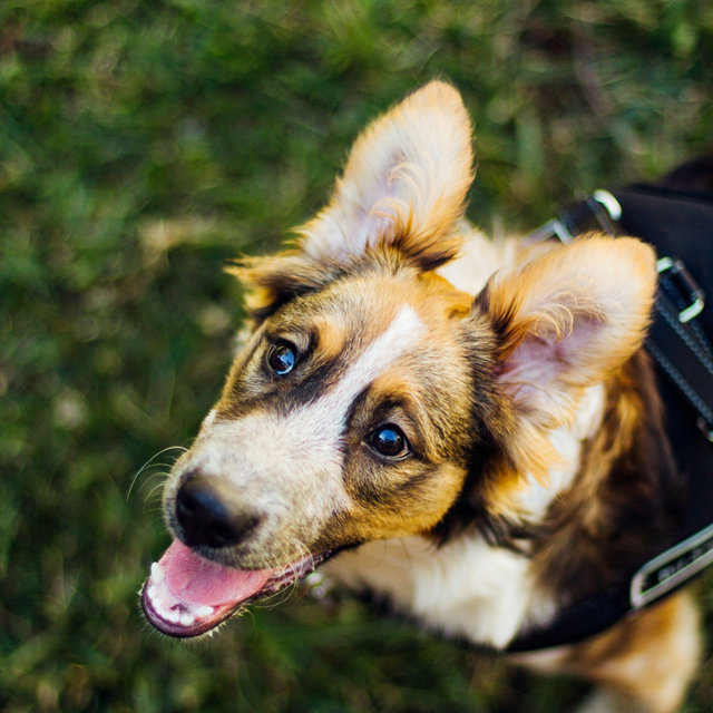 Music for Calming Your Puppy - Trumpet and Alto Sax