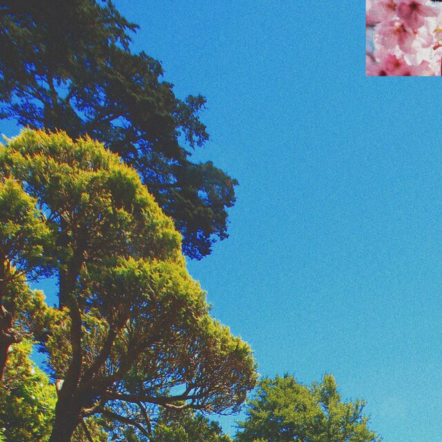 little garden