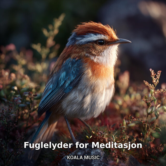 Fuglelyder for Meditasjon