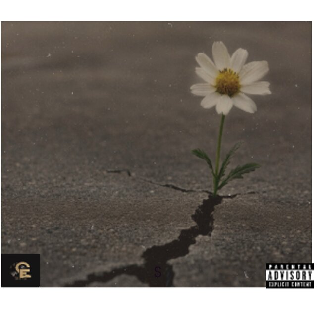 Flower From The Concrete
