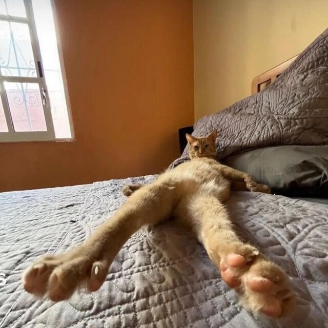 crash out