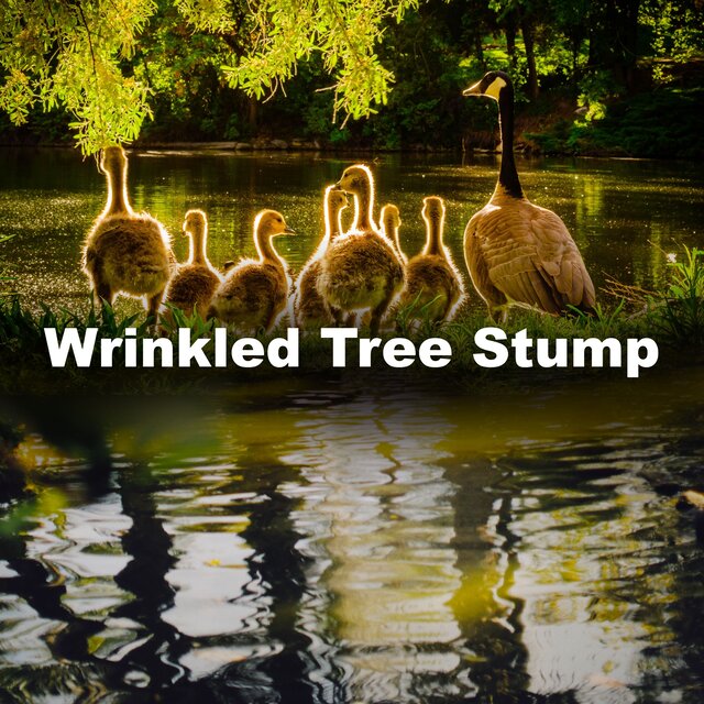 Wrinkled Tree Stump