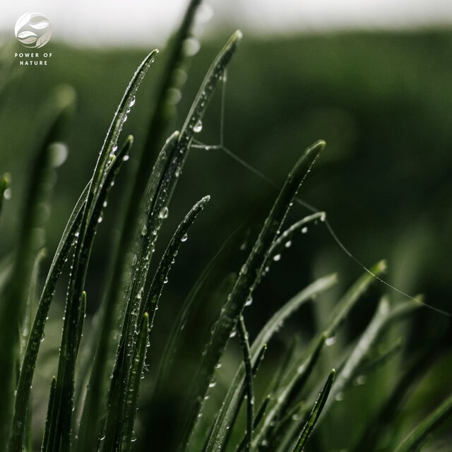 Soundscape of the Rainforest's Flora and Fauna