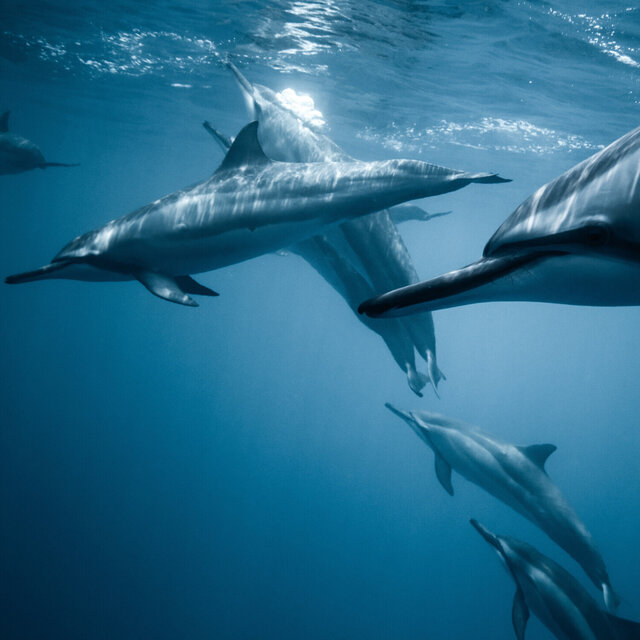 Underwater Music - Dolphin & Whale Sounds: Relaxing Music for Harmony of Inner Peace