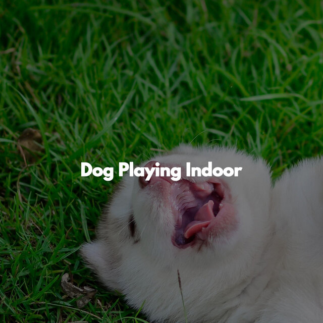 Dog Playing Indoor