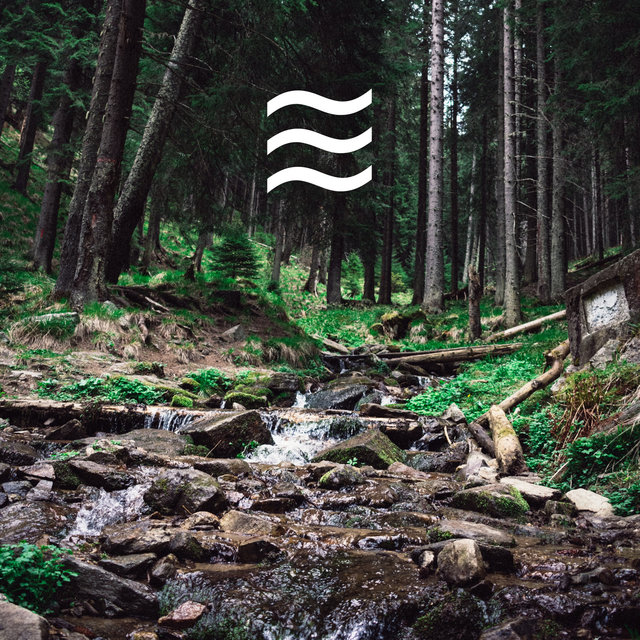 Placid Forest Sounds