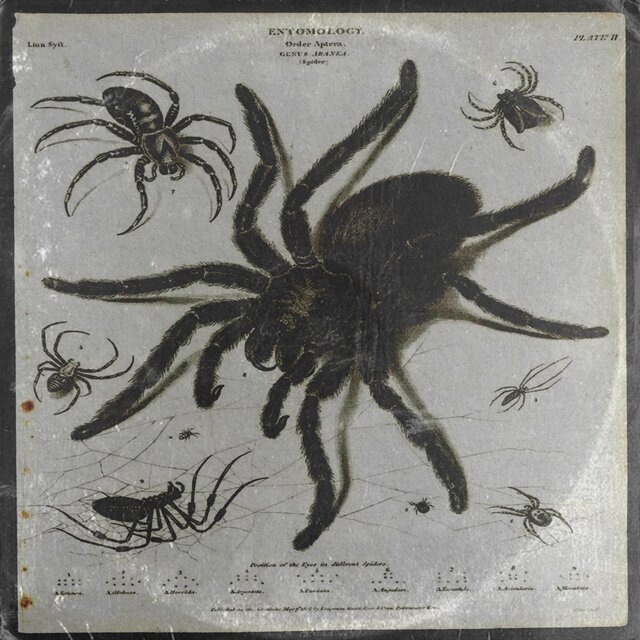 Tarantula