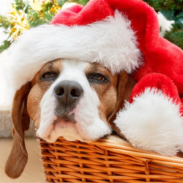 Christmas blu