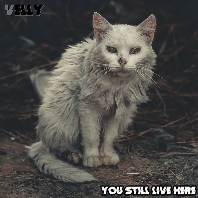 You Still Live Here