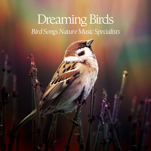 Dreaming Birds