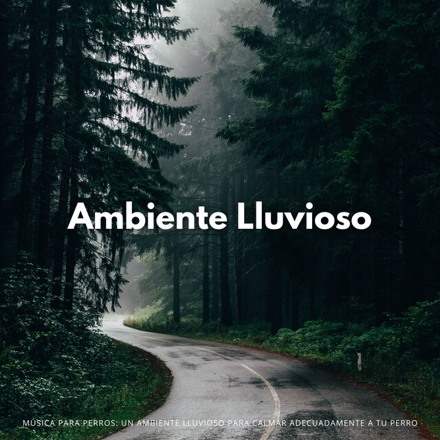 Música Para Perros: Un Ambiente Lluvioso Para Calmar Adecuadamente A Tu Perro