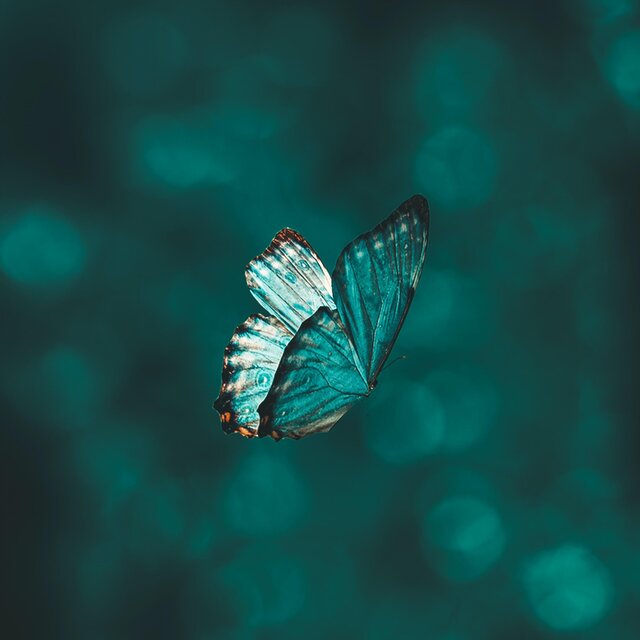 Mariposa De Cristal